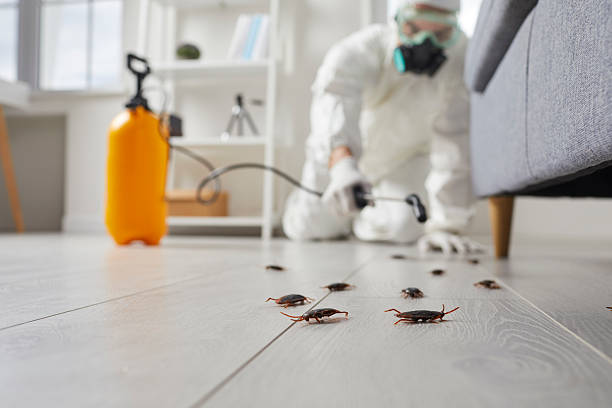 Commercial Kitchen Cockroach Control in Aurora